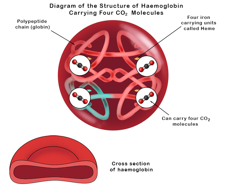 Haemoglobin is a protein found in red blood cells that carries oxygen from the lungs to the body's tissues and returns carbon dioxide to the lungs. It is made up of four protein subunits, each containing an iron-carrying molecule called heme that binds to